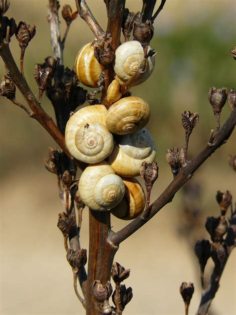 Snails Shell Snail Close Free Photo On Pixabay