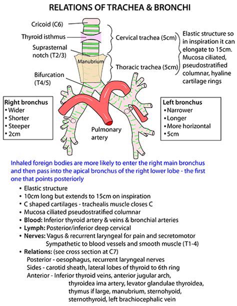 Instant Anatomy Head And Neck Areasorgans Trachea