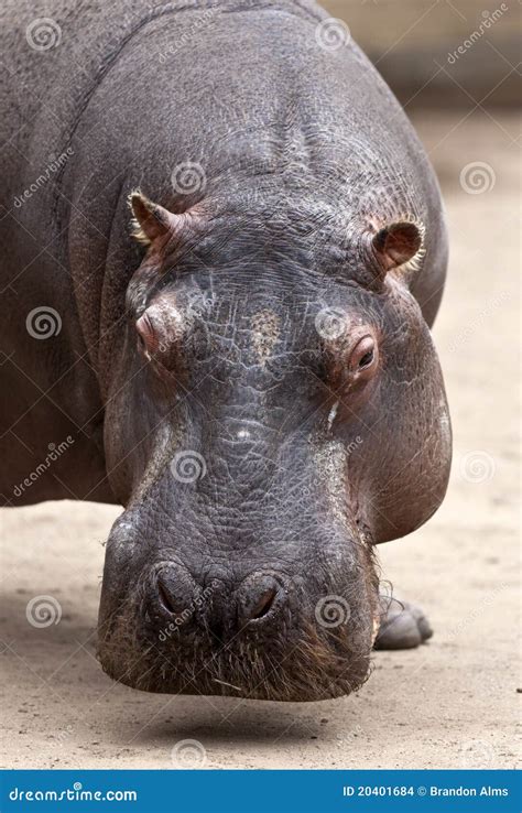 Hippopotamus Stock Photo Image Of Mammal Nature Hippopotamus 20401684