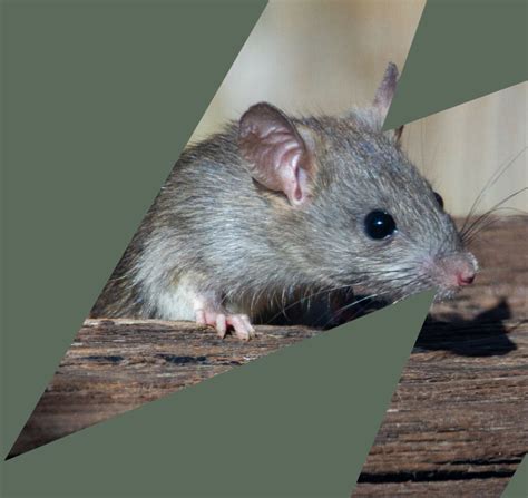 Rat Pest Control in Malaysia | PestBusters MY