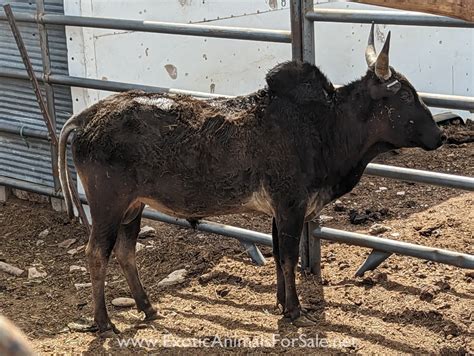 Zebu cattle for Sale