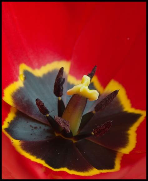 Free Images Leaf Flower Petal Tulip Red Flora Close Up Lily