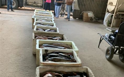 PM Apreende Uma Tonelada De Pescado Irregular Oeste Goiano