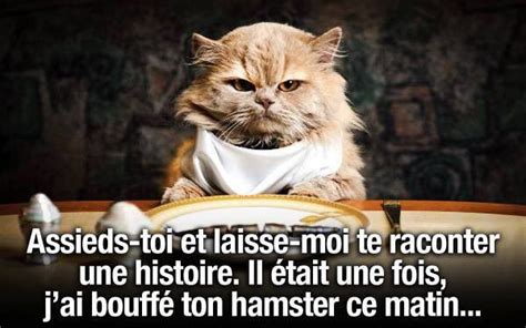 Chat Drôle Drôle Humour Animaux