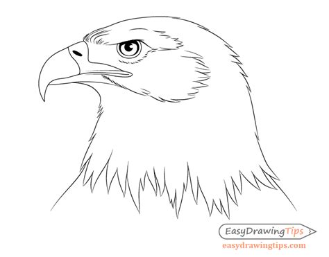 Eagle Drawing Easy Wolf Head Drawing Outline - Hughes Justong