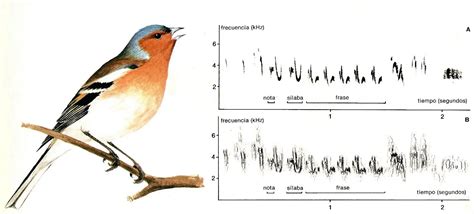 Sonograma De Aves Herramienta Para Estudio Y An Lisis Vocal Loros Y