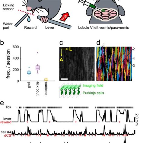 Two Photon Calcium Imaging Of Purkinje Cell Pc Dendrites During A