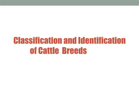 Breeds of Beef Cattle .ppt