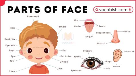 parts   face  english face parts   pictures vocabish