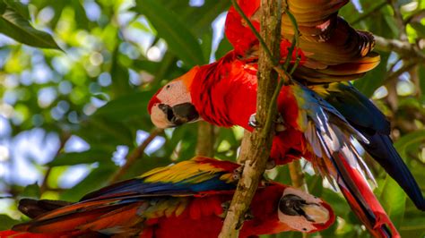 Ecoturismo En Costa Rica Una Nueva Forma De Viajar Namubak