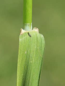 Artenseite Alopecurus Pratensis Wiesen Fuchschwanzgras Bochumer