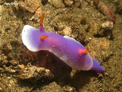 Hypselodoris Apolegma Yonow 2001 Risbecia