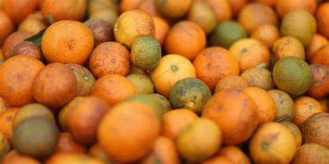 Tree Vaccine Weaponized Gm Virus Could Save Florida Citrus Industry From Greening Disease