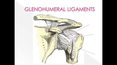 Shoulder Instability Anatomy Perry J Carpenter DC Ezqmeceu