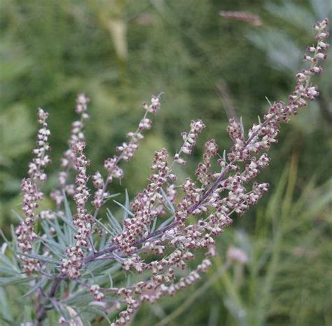 Artemisia Vulgaris Mugwort Common Wormwood 1000 Seeds Etsy