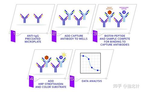 ELISA实验原理步骤注意事项示例图 知乎