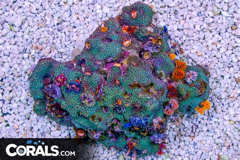 Mega Coral Update New Colonies Frags Hundreds Of Corals