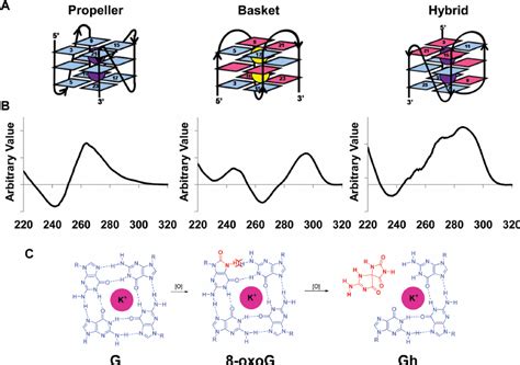 Folding CD Spectra And Guanine Oxidation Of Quadruplex DNA A