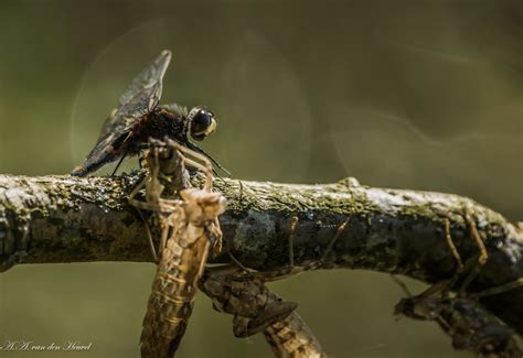 Vroege Vogels Foto Geleedpotigen Gevlekte Witsnuitlibel