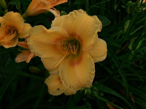 Daylily Carefree Peach Vermont Flower Farm