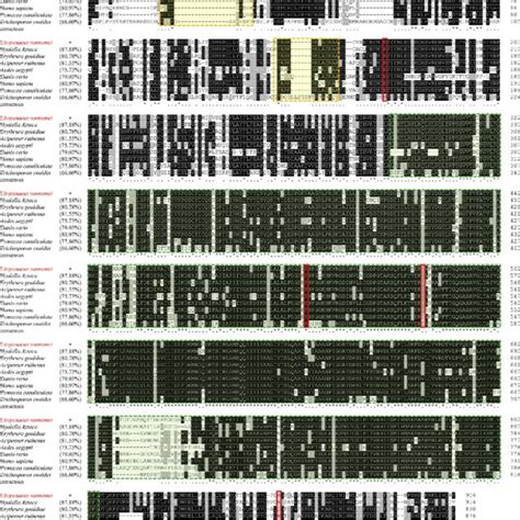 Multiple Sequence Alignment Of The Deduced Amino Acid Sequence Of