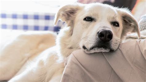 Demenz Bei Hunden Symptome Erkennen Und Behandeln NDR De Ratgeber