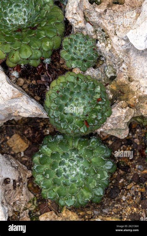Echeveria Plant Echeveria Setosa Var Ciliata Stock Photo Alamy