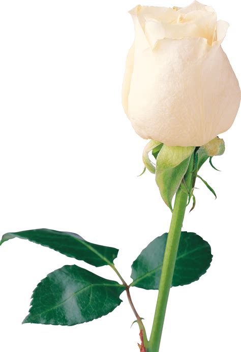 Top 100 Rosas Blanca Png Abzlocalmx