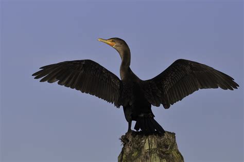 double crested cormorant channel islands national park  national