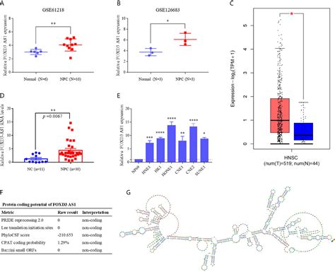 Frontiers Lncrna Foxd3 As1 Promotes The Malignant Progression Of