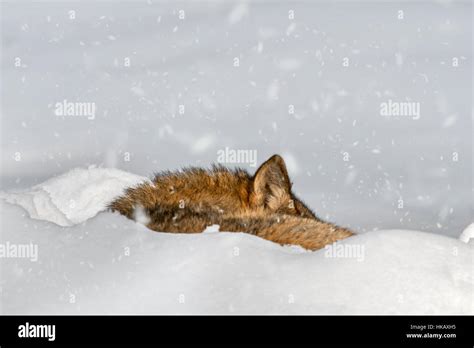 Close Up Of Gray Wolf Grey Wolf Canis Lupus Sleeping Curled Up