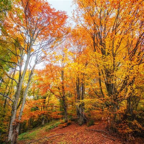 Premium Photo | Forest road in the autumn.