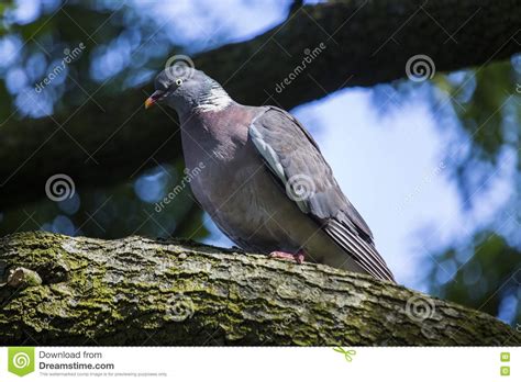 Pombo Torcaz Palumbus Do Columba Imagem De Stock Imagem De Recuo