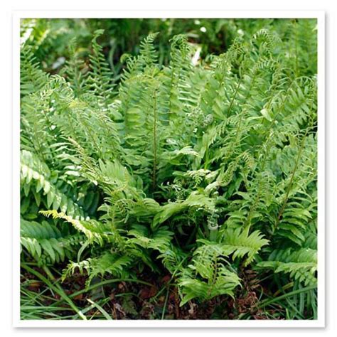 10 Christmas Ferns Bare Root Polystichum Acrostichoides Etsy