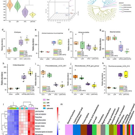 Ldr Synergizes With Hfd To Impact The Gut Microbiome In Mice Among The