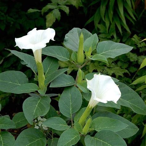 Plantes Qui Fleurissent La Nuit Et Qui Transformeront Votre Jardin