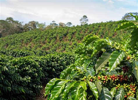 Vista de una plantación de café con plantas de café en primer plano