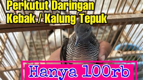 PERKUTUT KALUNG TEPUK DARINGAN KEBAK HANYA 100 RIBU Perkutut