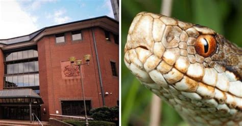 Police Find Pics Of Woman Having Sex With SNAKE On Paedo S Phone Daily Star