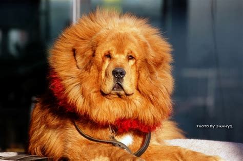 Chinese zoo disguises dog as lion | Getaway Magazine