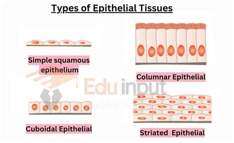 Epithelial Tissues Structure Types And Functions