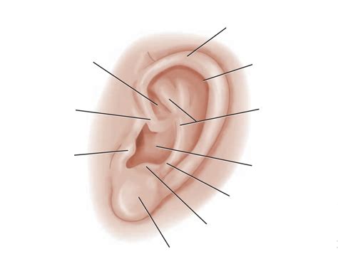 Anatomy of the Outer Ear Diagram | Quizlet