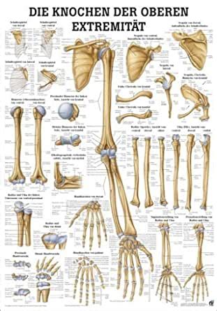 Ruediger Anatomie Ta Lam Tableau En Bois Lamin Motif Les Os De La