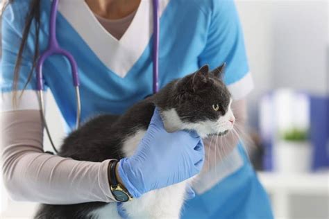 Carpal Hyperextension In Cats Symptoms Causes Treatments