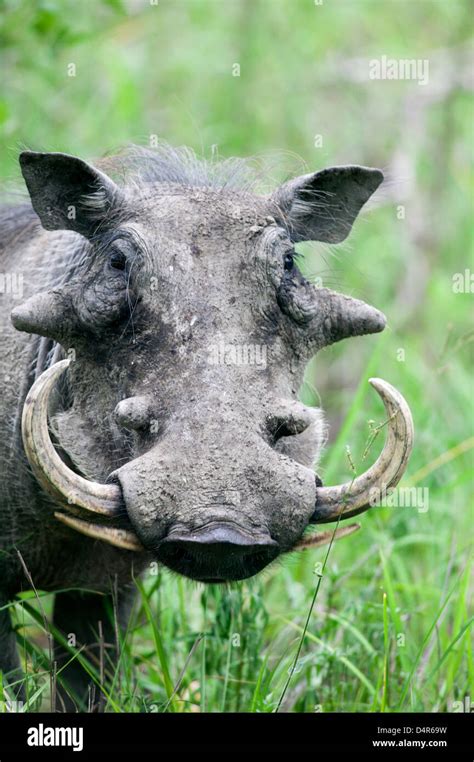 Close Up Head Shot Of A Common Warthog Phacochoerus Africanus Stock