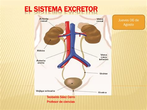 El Sistema Excretor