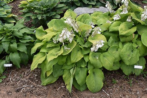 Golden Scepter Hosta Hosta Golden Scepter In Greensboro High Point