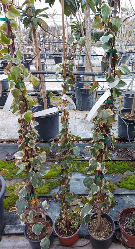 Hedera Variegata Garden Center Mediterraneo