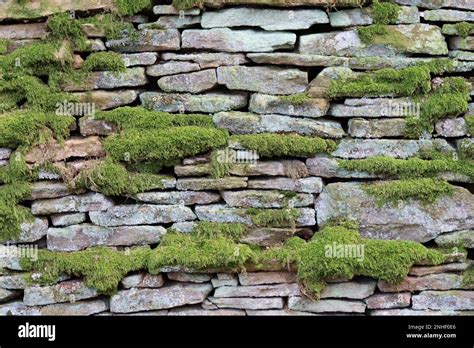 Old Dry Stone Wall Covered In Moss And Lichen Stock Photo Alamy