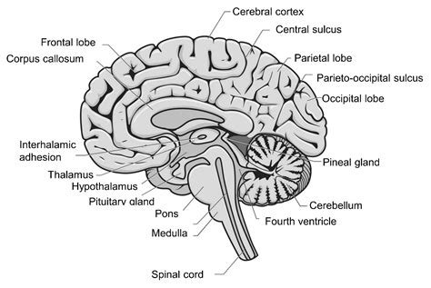 Pneumotaxic center is present in A. Medulla region of brain B. Pons region of brain C. Both A ...